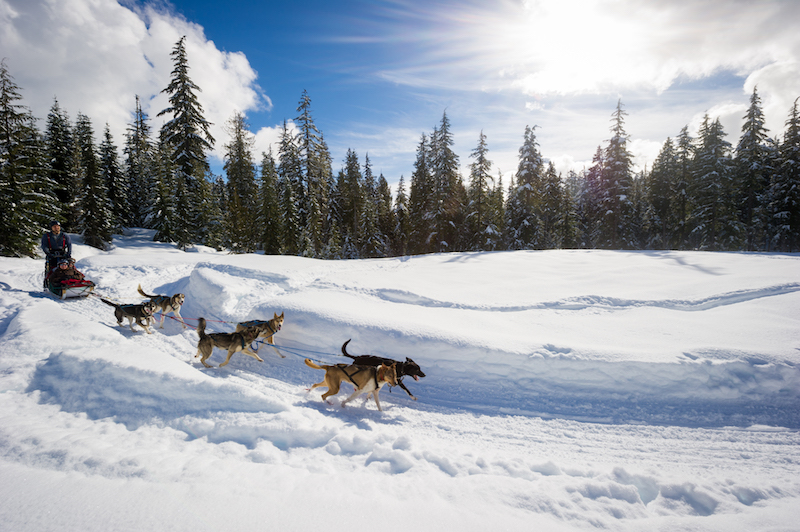 Dogsledding in the snow
