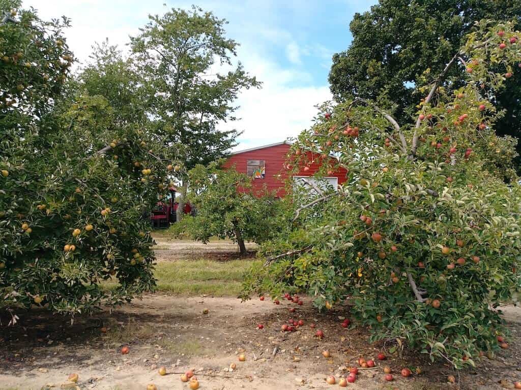 apple orchard in Boston. 