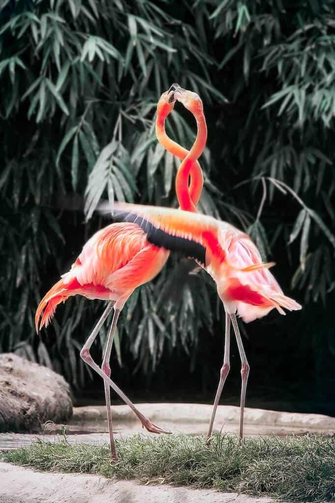 2 flamingos at zoo tampa.